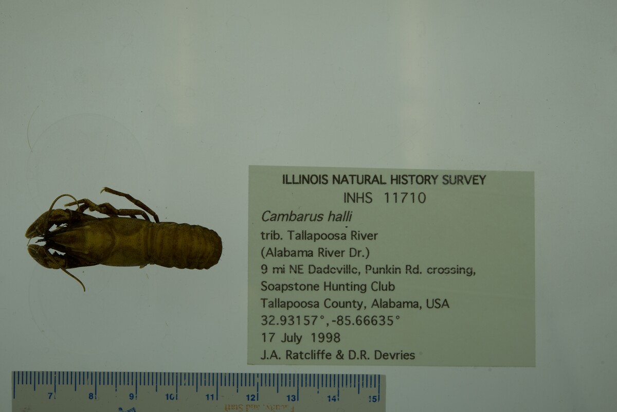 Cambarus halli image